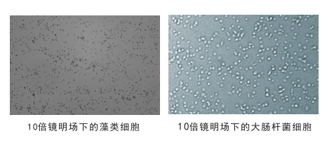 細(xì)胞計(jì)數(shù)儀鏡頭下的細(xì)胞圖片